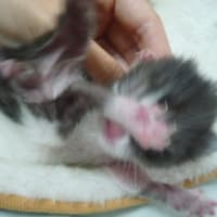 子猫育て一週間目