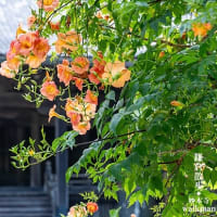夏色の癒し花。