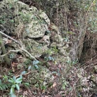 サシヒンヌシーにて戦争遺跡発見か ! ?　～文化財踏査を実施～