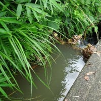 新池当番２５年前半