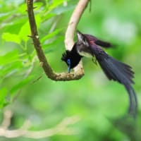 サンコウチョウ　その２