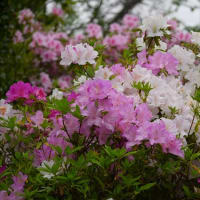 當麻寺境内から、「しあわせの森公園」の芝桜