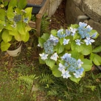 花それぞれの物語