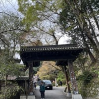 吉野の桜
