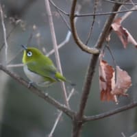メジロさん