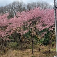 河津桜