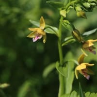 治療の合間に花散策！（イチヤクソウとウメガサソウ、トキソウと！）
