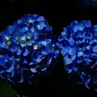 見頃を迎えた(2025年6月)「アジサイ」を記録してきました。②