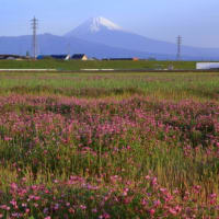 富士山　よーく見入ると　ﾚﾝｹﾞさん彩... 初見...  嬉しさばかりで現地入り... ( ^)o(^ )