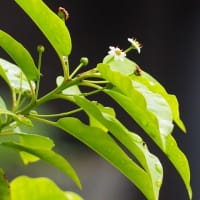 明日は晴れそうですね。