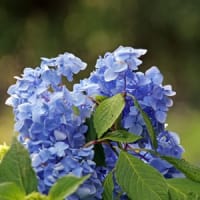 21世紀の森の紫陽花①