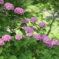 暑さに負けそう・・・紫陽花