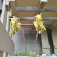 【　多肉植物　花の薔薇　】