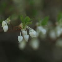 「灯台躑躅/どうだんつつじ×6枚。」