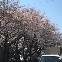 桜綺麗