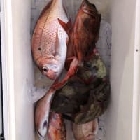 ２号船午後便でウタセマダイです。