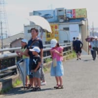 蝉を今年初めて見る