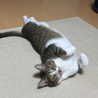 ブログお引っ越しやめました