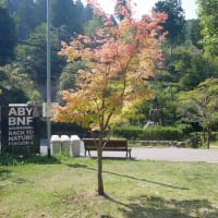  油山市民の森　～森のＢＢＱで楽しみました～　2024/09/08