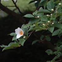 ナツツバキ