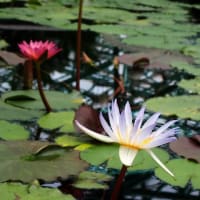 水生植物園の花