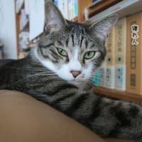 一緒にお昼寝
