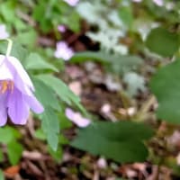 2025年・我が家の山野草6