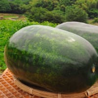 鴨瓜の餡かけ煮えて透き徹る