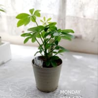 ダイソーの観葉植物１００円　カポックを育てる
