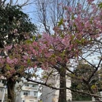 在職老齢年金支給停止解除の時期