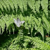 蝶の舞〜萬城の滝