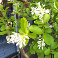 イボタノキ：白い花を