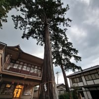 御神木のパワーと