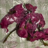 桜の塩漬け作ってみた