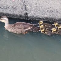 ほのぼの、カルガモ親子の群れが、並んで泳ぐ姿、ドキドキ眺め　(　岐阜県美濃地方　)