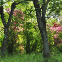 ツツジが咲き誇る花見山公園もなかなかに良かった♪（2024.4.29）#2