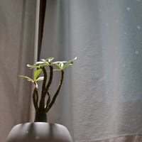 ライトの距離を変更しました