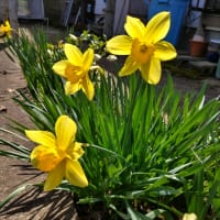 我が家の花