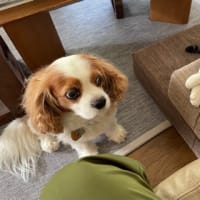 梅の再生とアメシロ発生とワンニャン日和