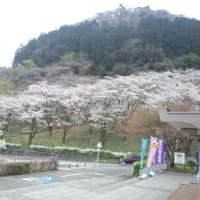 津久井湖センターは桜も盛り