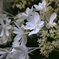 K(株）の育成品種で「粉雪」という名のアジサイです。