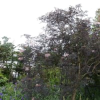 雨降り日バラの庭