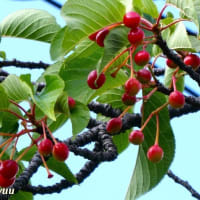「相武台グリーンパーク」では「カワズザクラ」が赤い実をつけ始めた！！