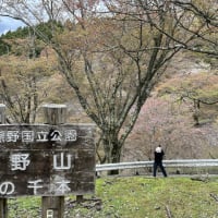 吉野の桜