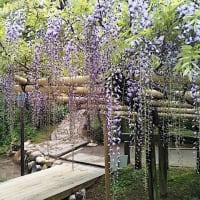 奈良　万葉植物園へ 1