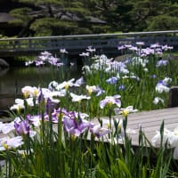 日本庭園・菖蒲の花　(Ⅲ）