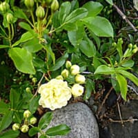 エンドウの花は赤紫