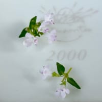 コモンタイムのお花が咲きました & 午後の珈琲時間は、簡単アサイーボウルとアイスコーヒーで　〜♪