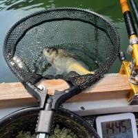 間瀬湖 へら釣り 2025 7 8 実釣84枚！長めのちょうちん両🍡っ超楽しくW7回補もちから突き刺さる引きを堪能^^ 閉演が16時だとは知らんかったw