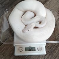 ３月、蛇達の体重測定